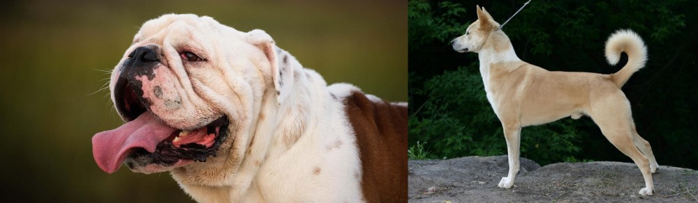 Canaan Dog vs English Bulldog - Breed Comparison