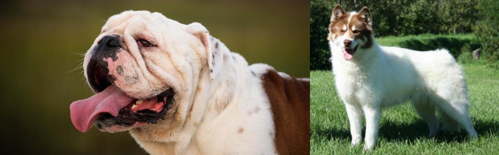 Canadian Eskimo Dog vs English Bulldog - Breed Comparison