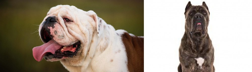 Cane Corso vs English Bulldog - Breed Comparison