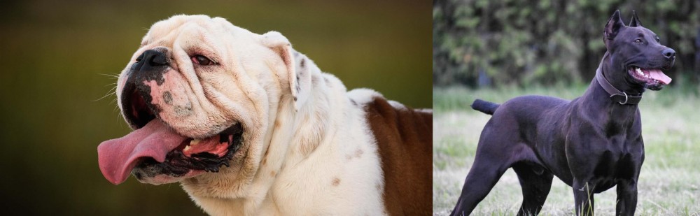 Canis Panther vs English Bulldog - Breed Comparison