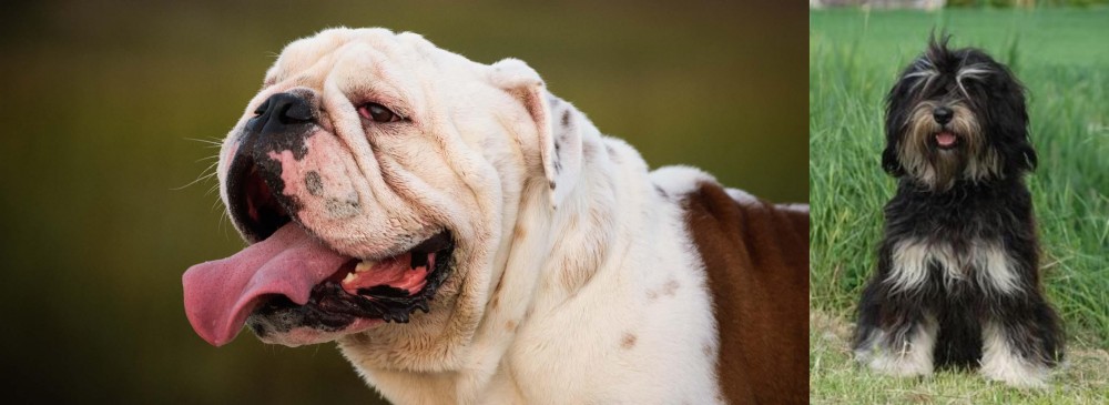 Cao da Serra de Aires vs English Bulldog - Breed Comparison