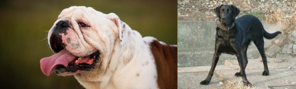 Cao de Castro Laboreiro vs English Bulldog - Breed Comparison