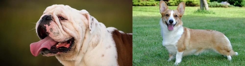 Cardigan Welsh Corgi vs English Bulldog - Breed Comparison