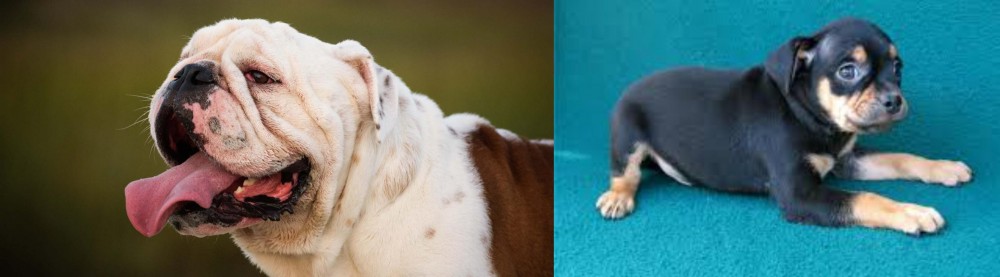 Carlin Pinscher vs English Bulldog - Breed Comparison