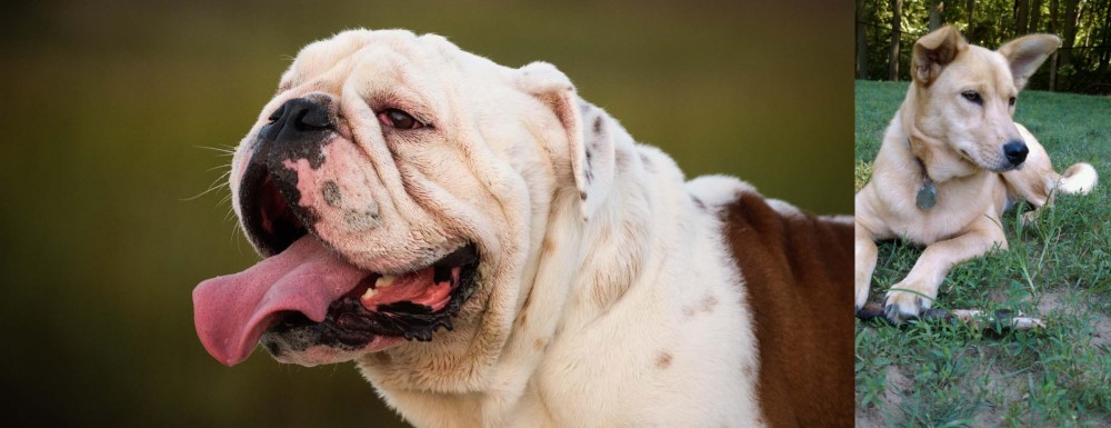 Carolina Dog vs English Bulldog - Breed Comparison