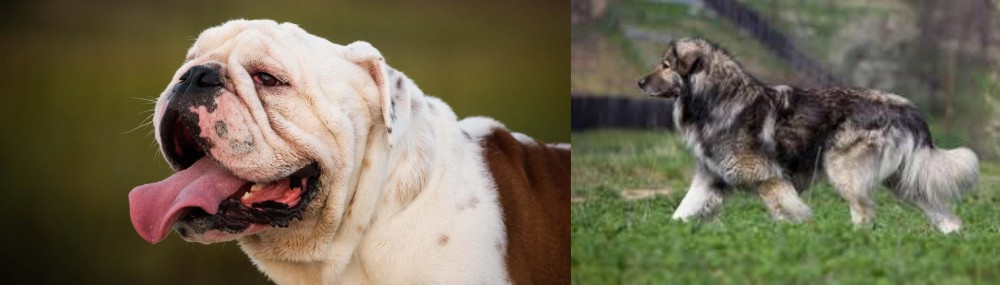 Carpatin vs English Bulldog - Breed Comparison