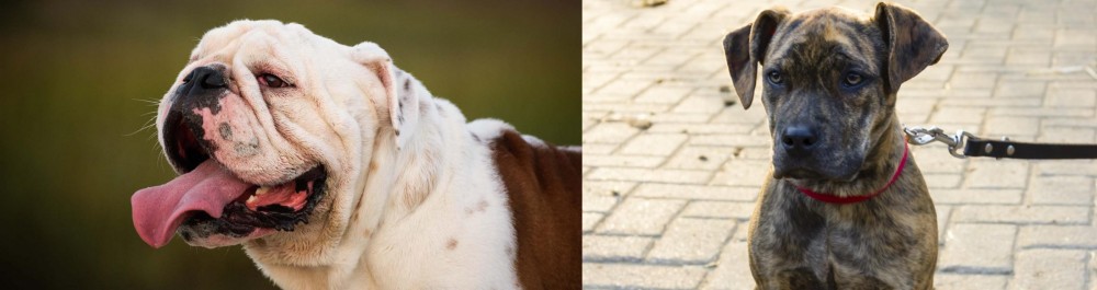 Catahoula Bulldog vs English Bulldog - Breed Comparison