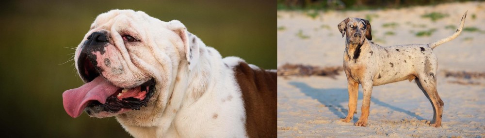 Catahoula Cur vs English Bulldog - Breed Comparison