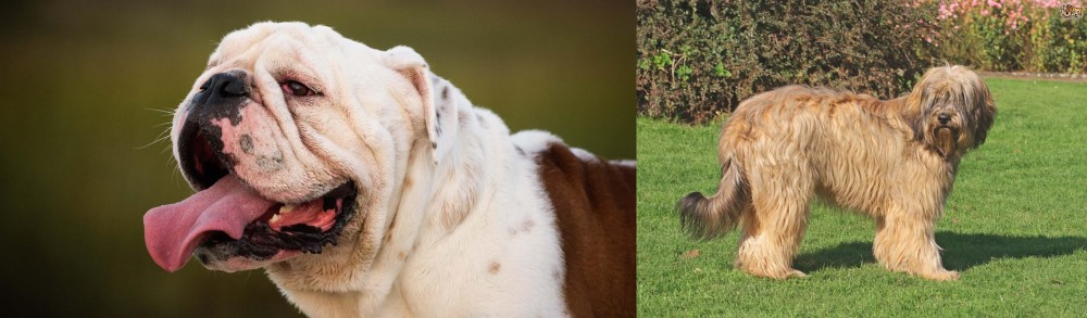 Catalan Sheepdog vs English Bulldog - Breed Comparison