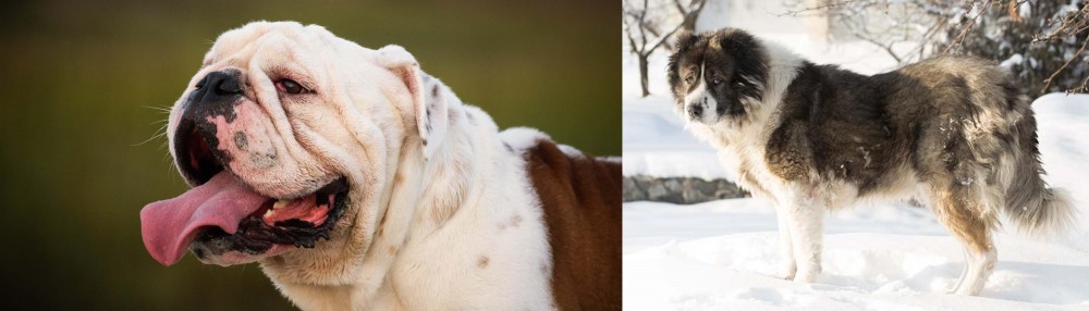 Caucasian Shepherd vs English Bulldog - Breed Comparison