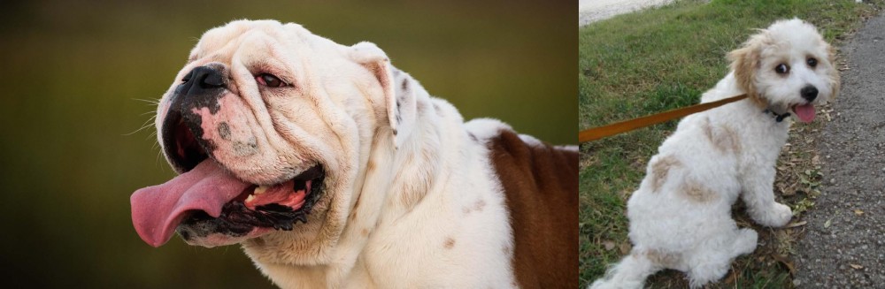 Cavachon vs English Bulldog - Breed Comparison
