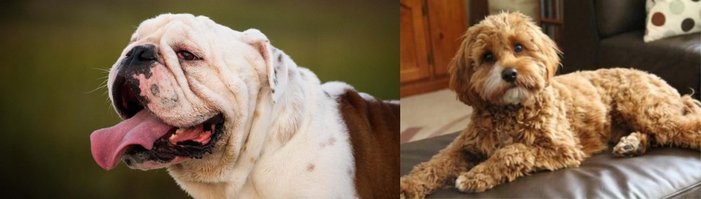 Cavapoo vs English Bulldog - Breed Comparison