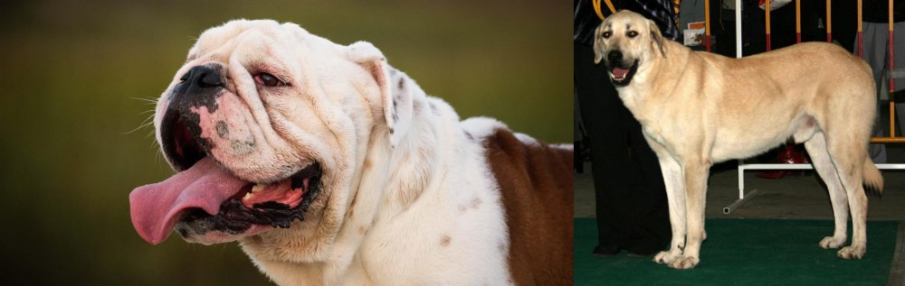 Central Anatolian Shepherd vs English Bulldog - Breed Comparison