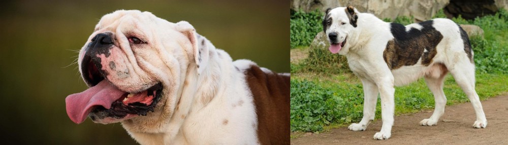 Central Asian Shepherd vs English Bulldog - Breed Comparison