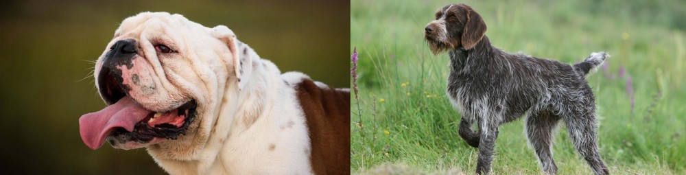Cesky Fousek vs English Bulldog - Breed Comparison