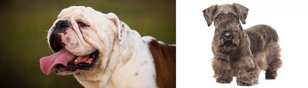 Cesky Terrier vs English Bulldog - Breed Comparison