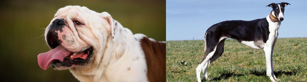 Chart Polski vs English Bulldog - Breed Comparison