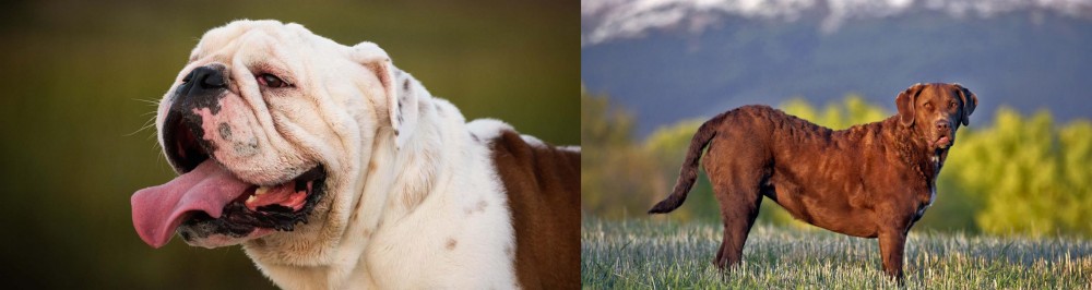 Chesapeake Bay Retriever vs English Bulldog - Breed Comparison