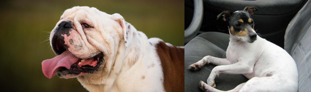 Chilean Fox Terrier vs English Bulldog - Breed Comparison