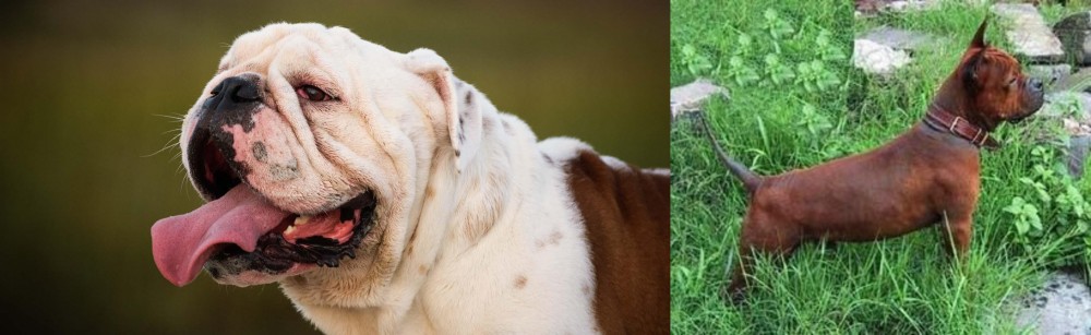 Chinese Chongqing Dog vs English Bulldog - Breed Comparison