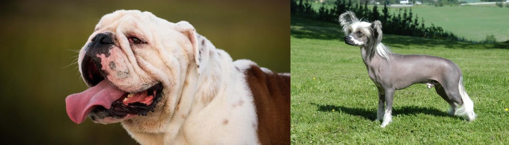 Chinese Crested Dog vs English Bulldog - Breed Comparison