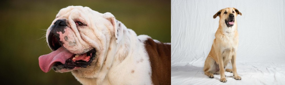 Chinook vs English Bulldog - Breed Comparison