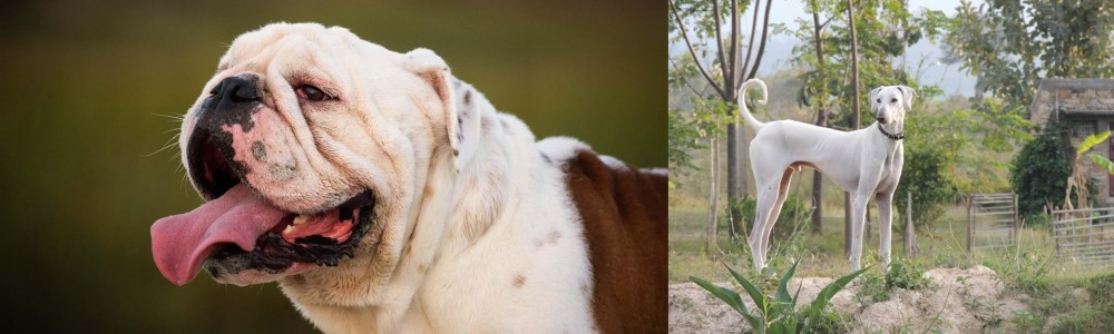 Chippiparai vs English Bulldog - Breed Comparison