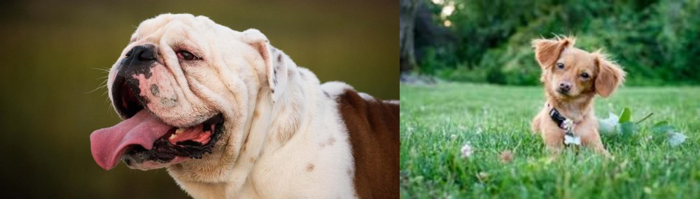 Chiweenie vs English Bulldog - Breed Comparison