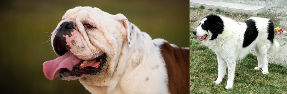 Ciobanesc de Bucovina vs English Bulldog - Breed Comparison
