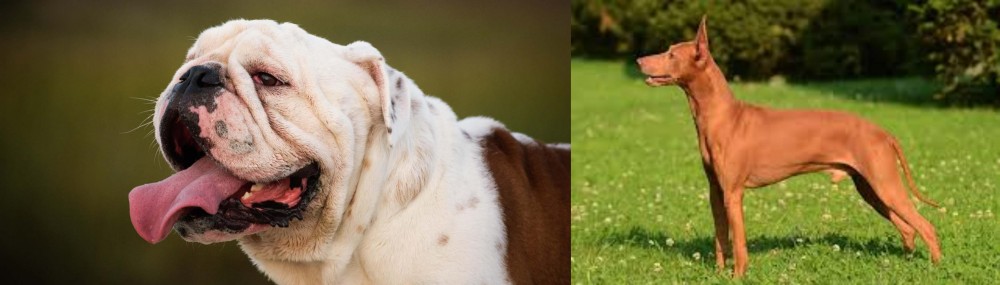 Cirneco dell'Etna vs English Bulldog - Breed Comparison