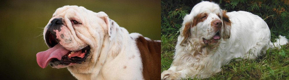 Clumber Spaniel vs English Bulldog - Breed Comparison