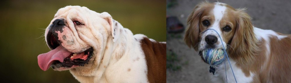 Cockalier vs English Bulldog - Breed Comparison