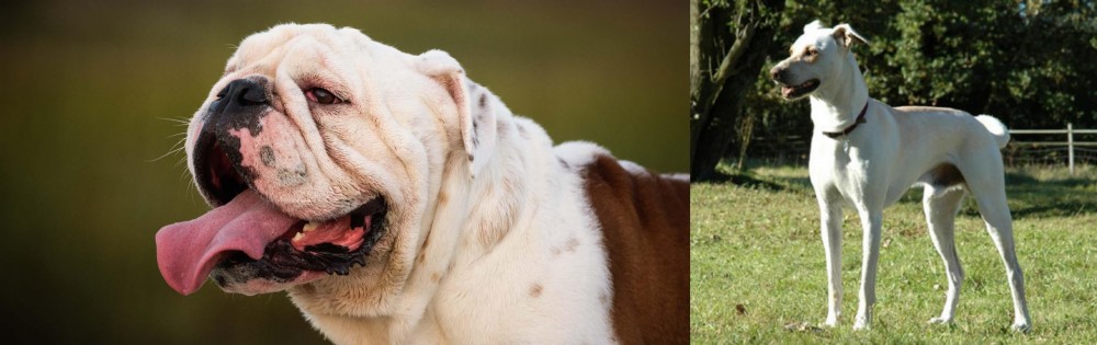 Cretan Hound vs English Bulldog - Breed Comparison