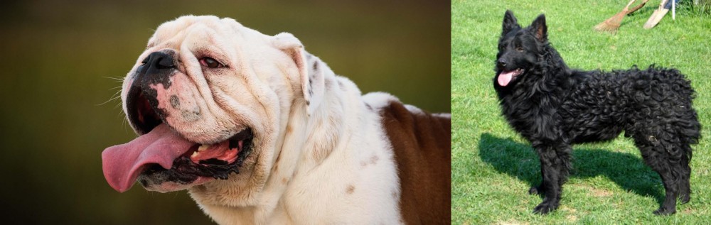Croatian Sheepdog vs English Bulldog - Breed Comparison