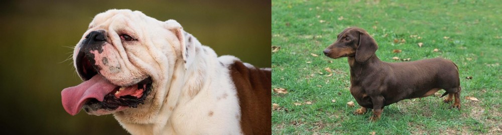 Dachshund vs English Bulldog - Breed Comparison