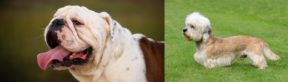 Dandie Dinmont Terrier vs English Bulldog - Breed Comparison