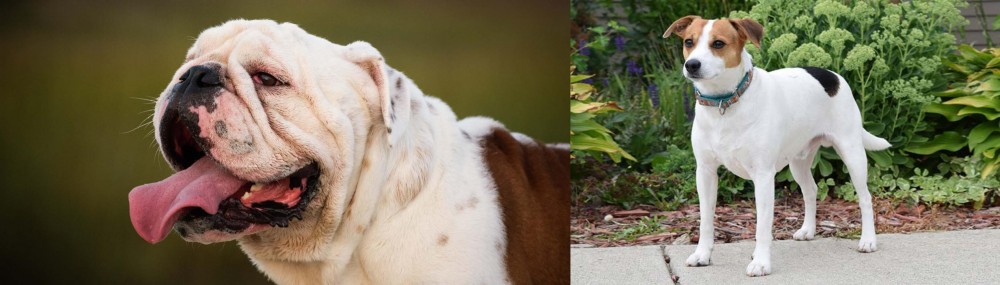 Danish Swedish Farmdog vs English Bulldog - Breed Comparison