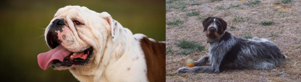 Deutsch Drahthaar vs English Bulldog - Breed Comparison