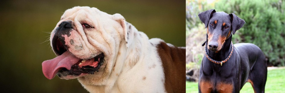 Doberman Pinscher vs English Bulldog - Breed Comparison