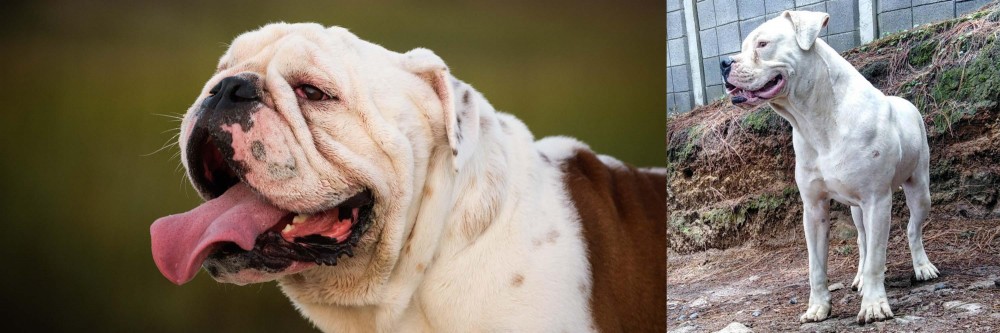 Dogo Guatemalteco vs English Bulldog - Breed Comparison