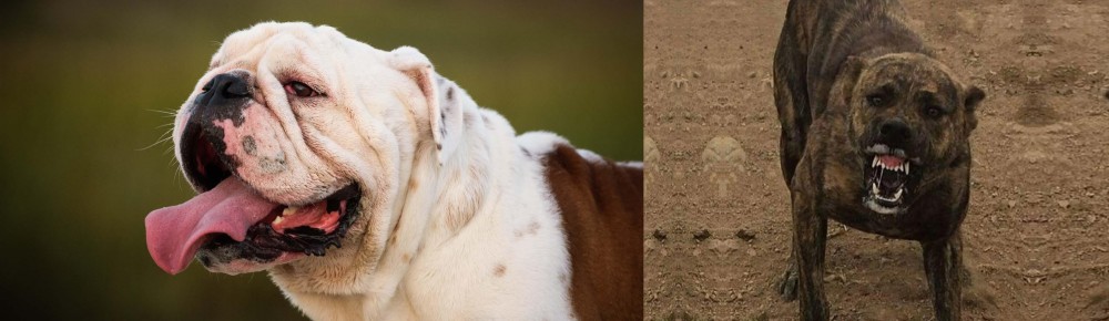 Dogo Sardesco vs English Bulldog - Breed Comparison