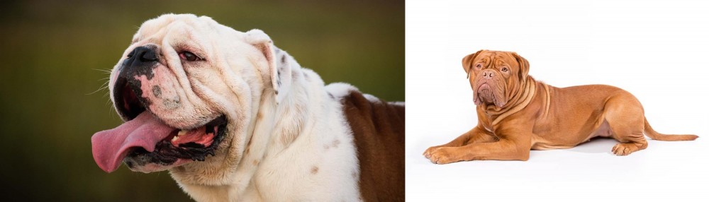 Dogue De Bordeaux vs English Bulldog - Breed Comparison