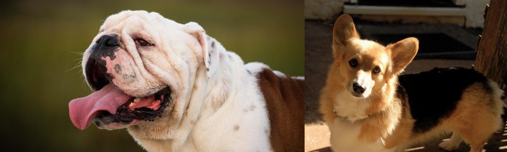 Dorgi vs English Bulldog - Breed Comparison