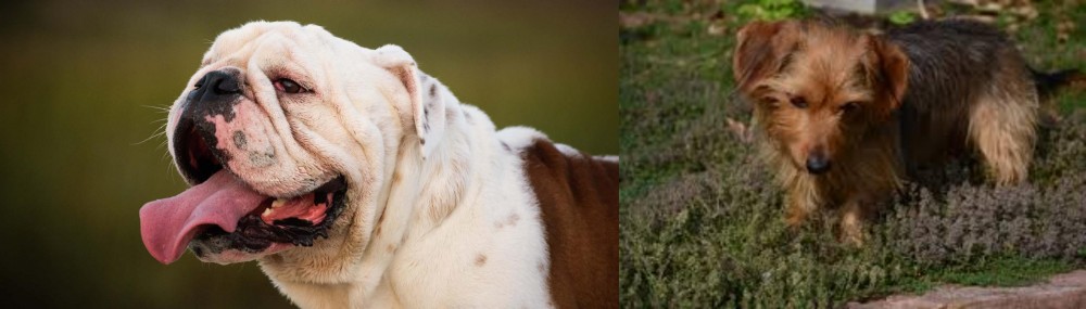 Dorkie vs English Bulldog - Breed Comparison