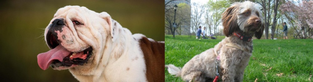 Doxiepoo vs English Bulldog - Breed Comparison