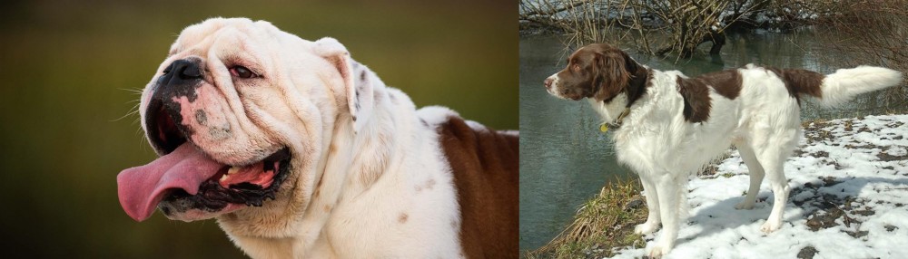 Drentse Patrijshond vs English Bulldog - Breed Comparison
