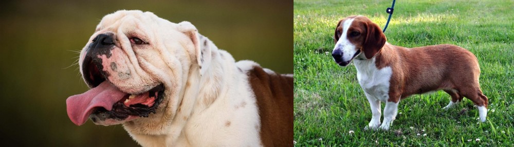 Drever vs English Bulldog - Breed Comparison