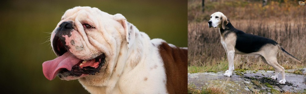 Dunker vs English Bulldog - Breed Comparison