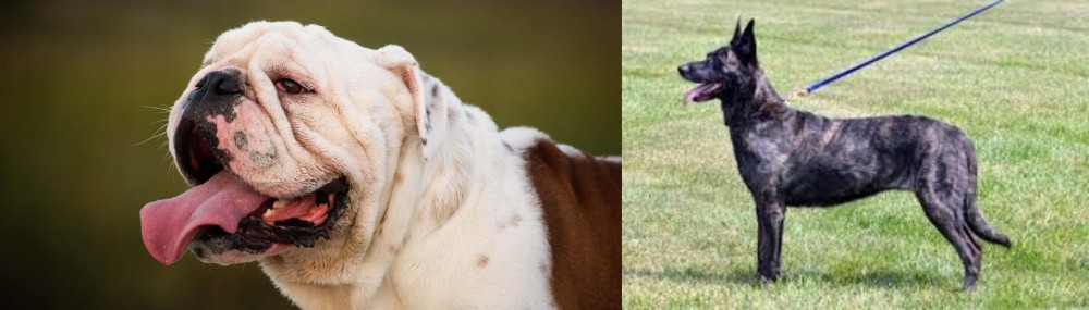 Dutch Shepherd vs English Bulldog - Breed Comparison