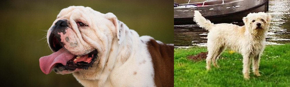 Dutch Smoushond vs English Bulldog - Breed Comparison